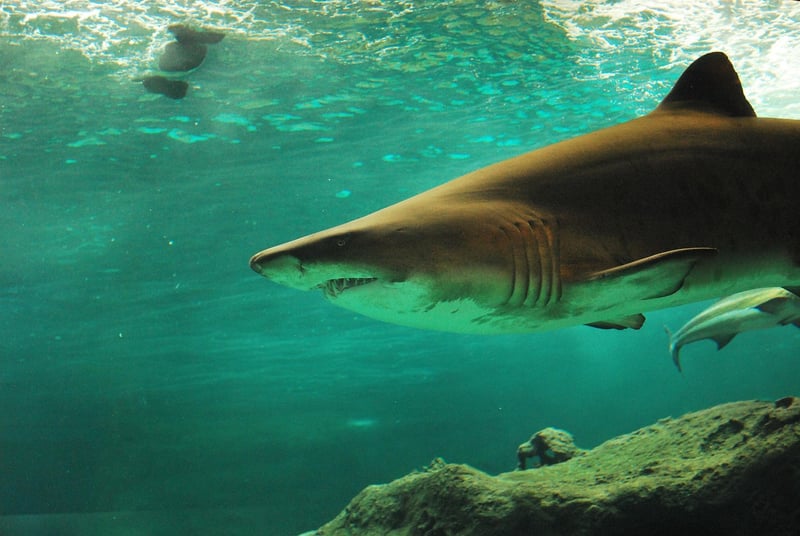 Shark Cage Diving